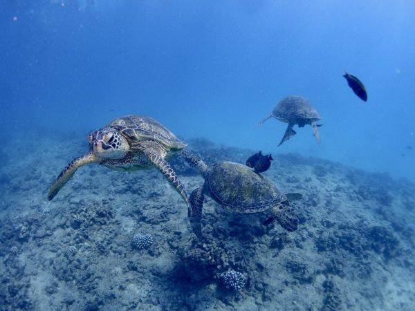 OAHU CERTIFIED SCUBA DIVING – Aaron's Dive Shop