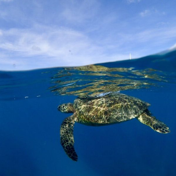 snorkel with turtles