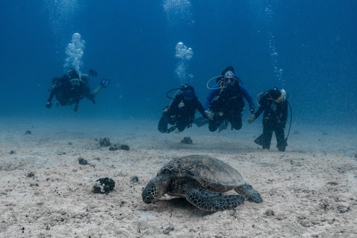 Scuba divers underwater approaching a sea turtle on the ocean floor.
