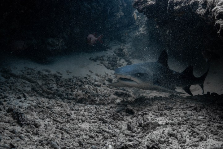 Shark swimming near rocky ocean floor with dim lighting.