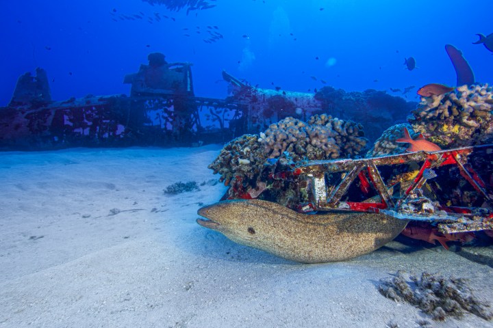 Eel resting near coral on ocean floor beside submerged structure.