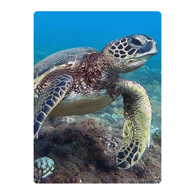 Sea turtle swimming over a coral reef with blue water in the background.