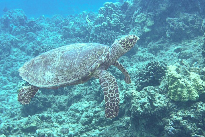 Sea turtle swimming over coral reef in clear blue water.