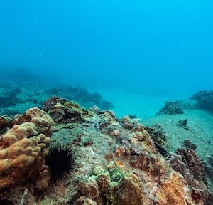 Underwater view of coral reef with various corals and sea urchins.