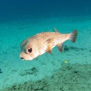 Spotted pufferfish swimming in clear blue ocean water over sandy seabed.