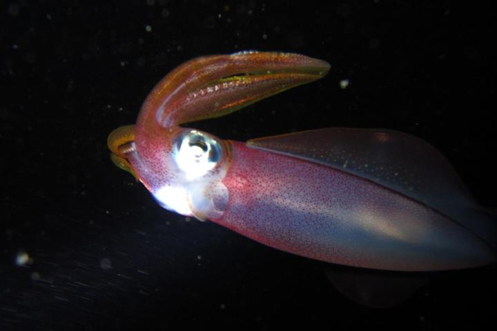 Close-up of a squid in dark water with illuminated body and fins.