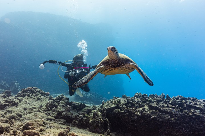 Scuba diver photographing a sea turtle swimming over coral reef.