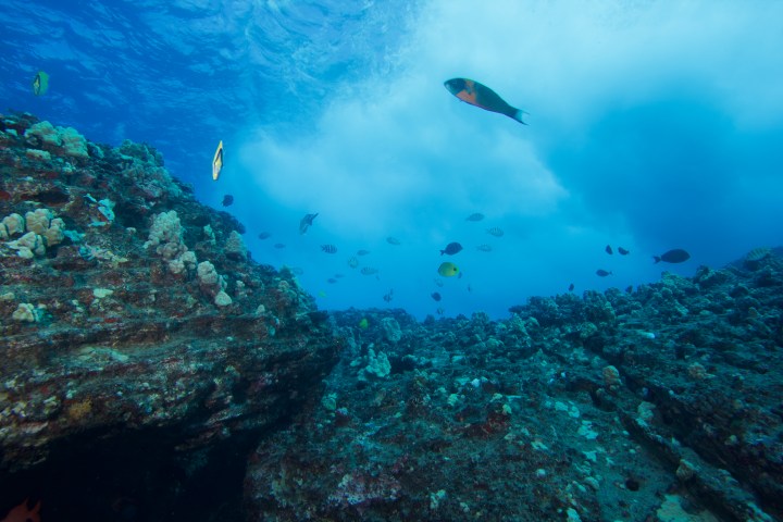 Underwater scene with rocky seabed and colorful fish swimming.