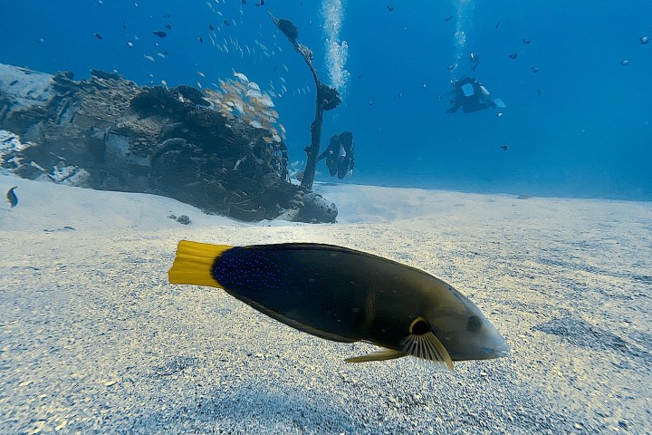 Fish swimming over sandy seabed with divers in background.