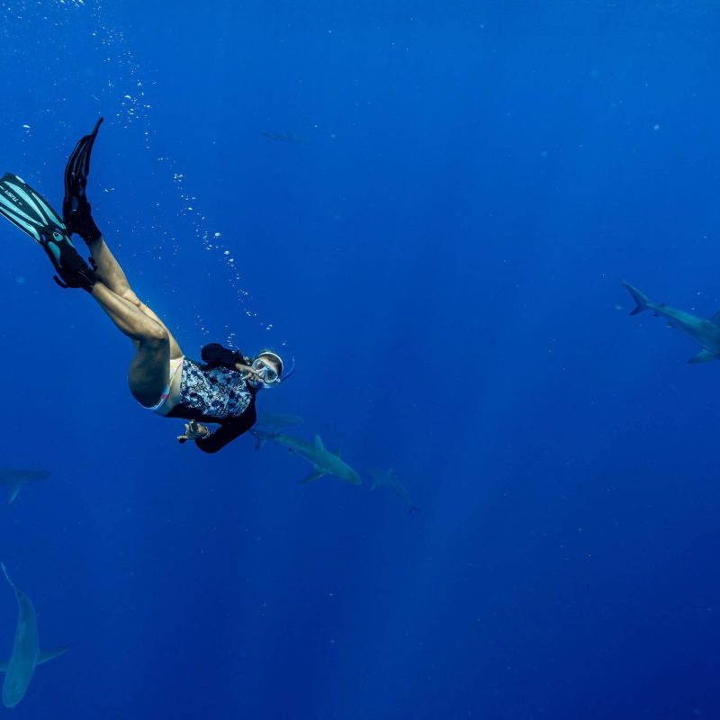 Person scuba diving underwater with sharks in blue ocean.